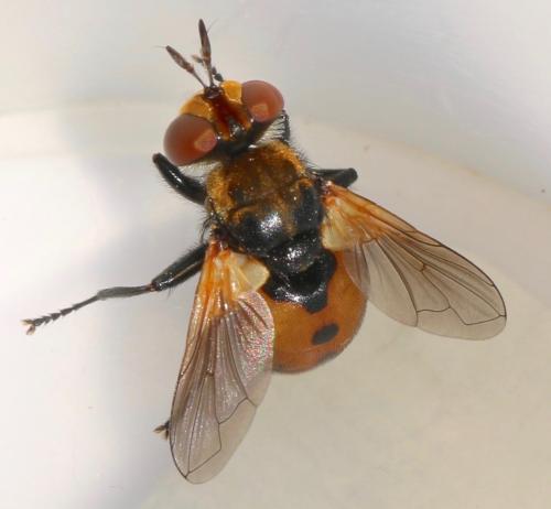 Réf. 324 884 : Gymnosoma sp.